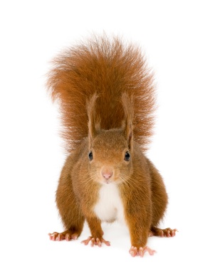 squirrel-xsmall