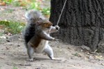 ninjasquirrel
